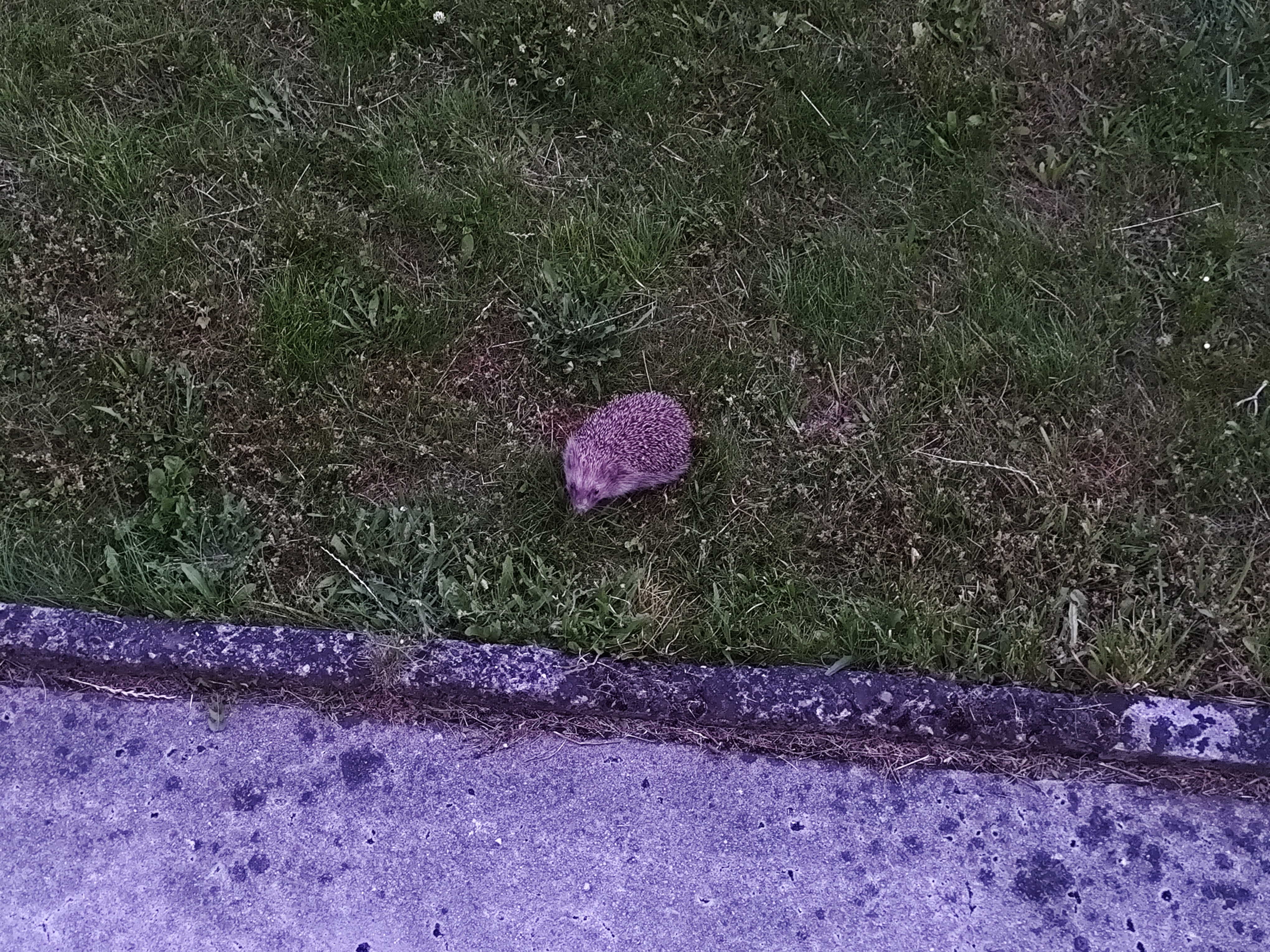 A hedgehog seen from above and looking at the camera